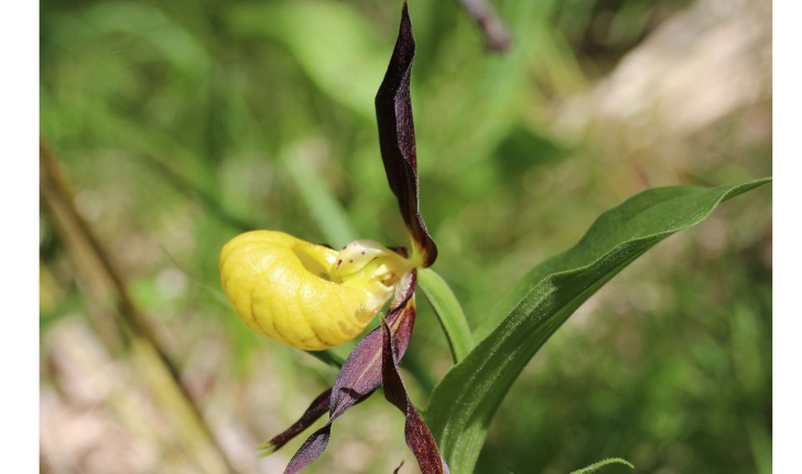 Cypripedium calceolus (L., 1753)
