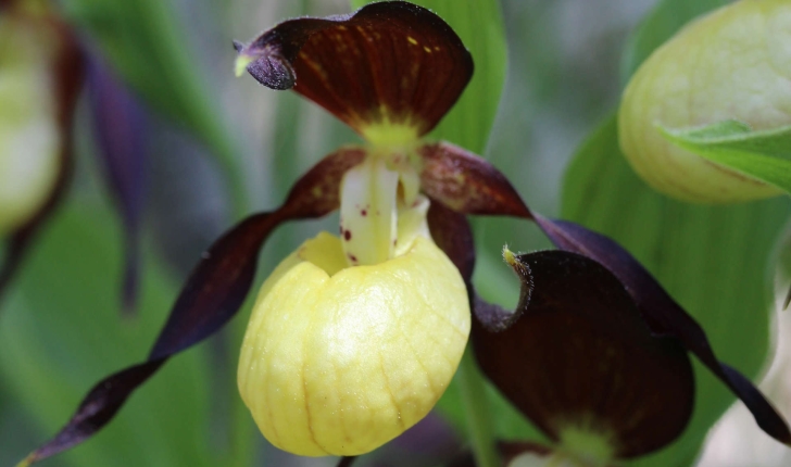 Cypripedium calceolus (L., 1753)