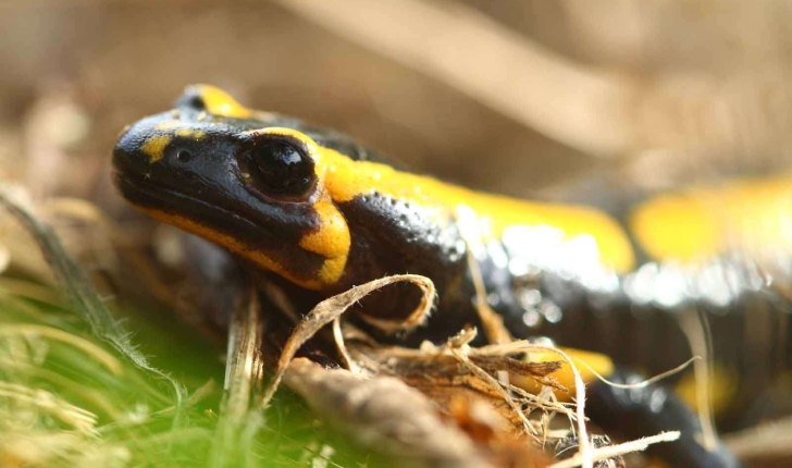 Salamandra salamandra (Linnaeus, 1758)