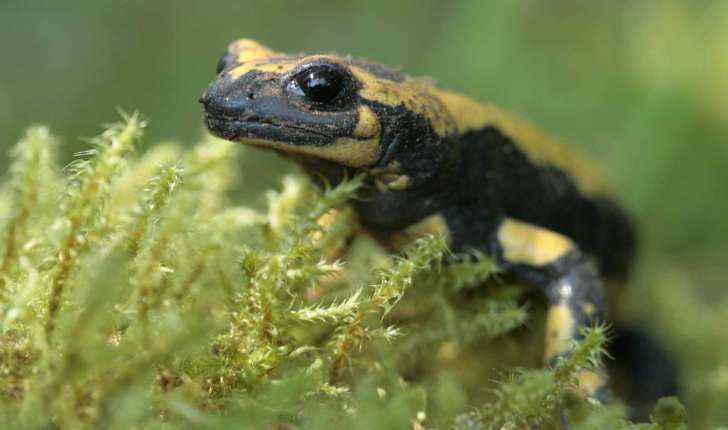 Salamandra salamandra (Linnaeus, 1758)