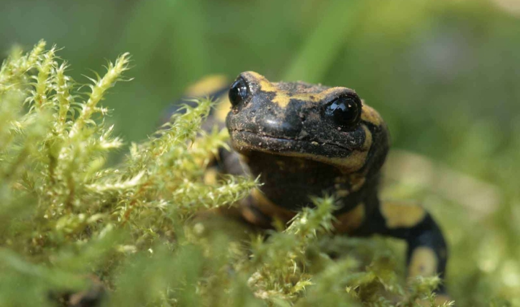 Salamandra salamandra (Linnaeus, 1758)