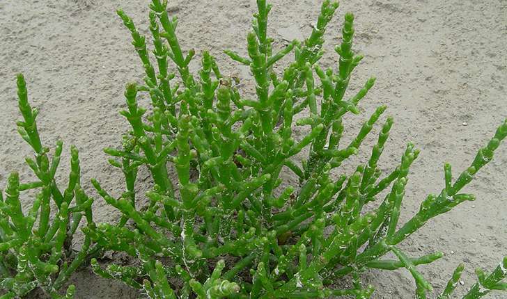 Salicornia ssp