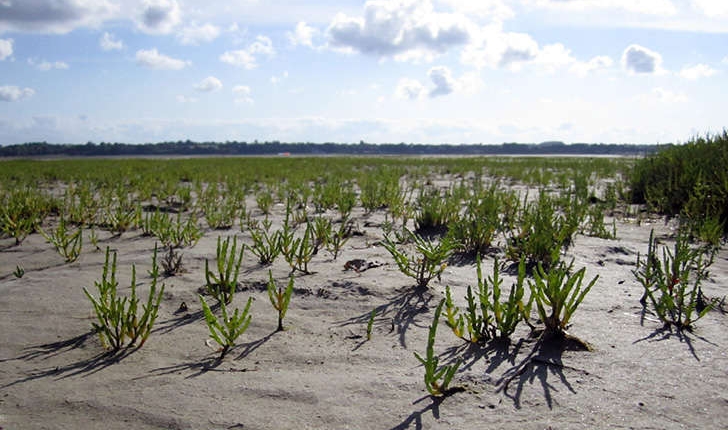 Salicornia ssp