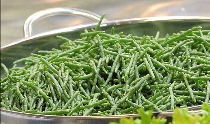 Salicornia ssp