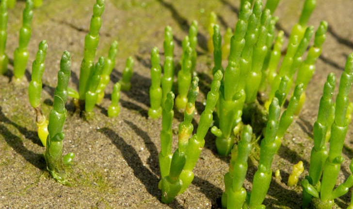 Salicornia ssp