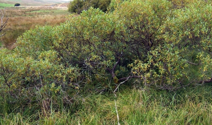 Salix pentandra L., 1753