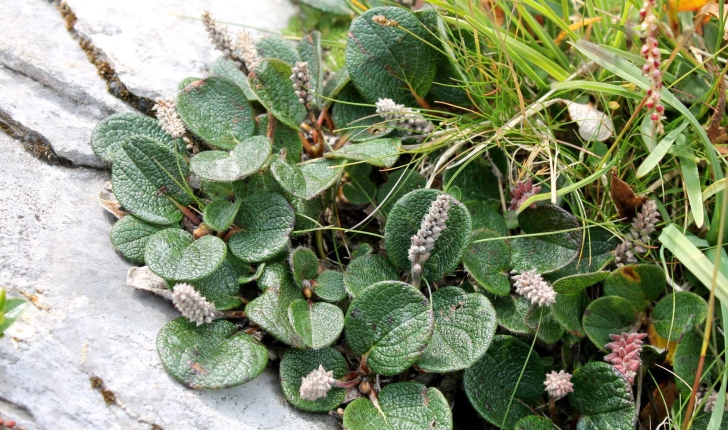 Salix reticulata (L., 1753)