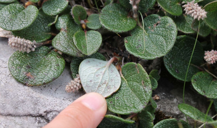 Salix reticulata (L., 1753)
