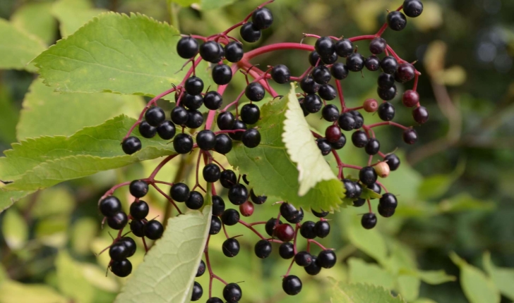Sambucus nigra L., 1753