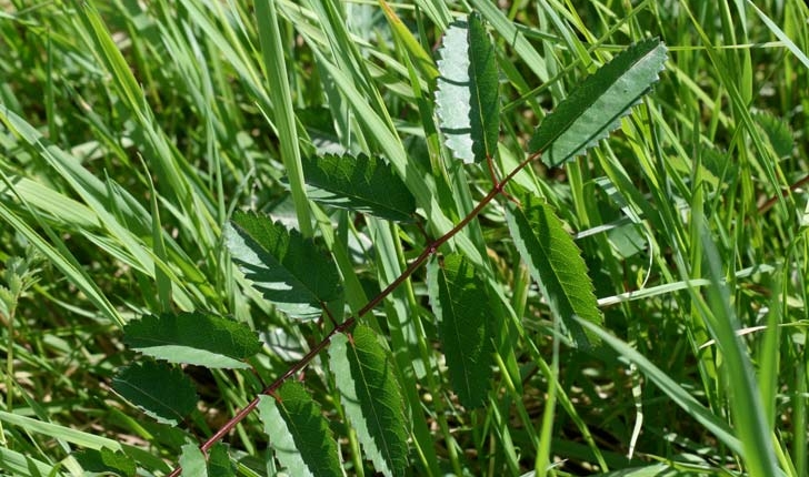 Sanguisorba officinalis
