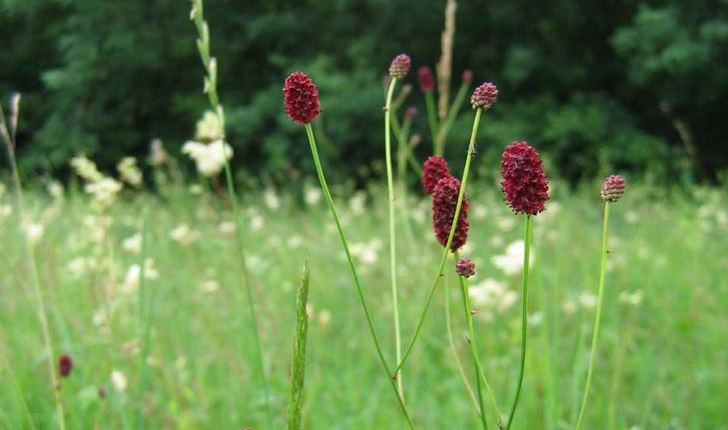 Sanguisorba officinalis