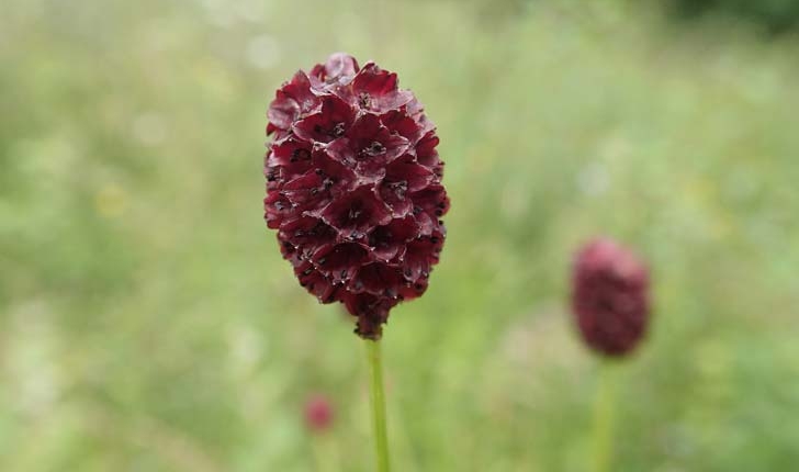 Sanguisorba officinalis