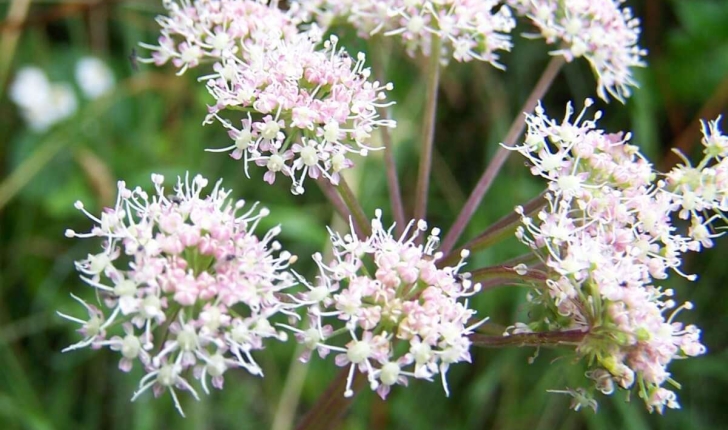 Sanicula europaea L.
