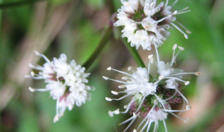 Sanicula europaea L.