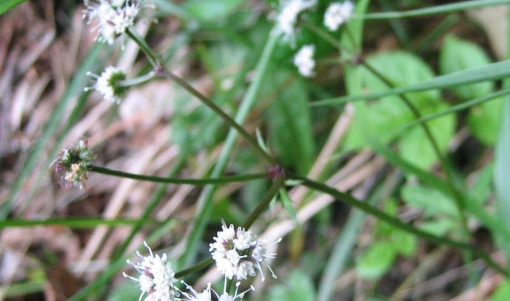 Sanicula europaea L.