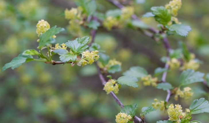 Ribes alpinum