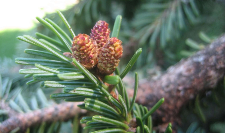 Abies alba (Mill., 1759) et Abies pectinata (Mill., 1759)