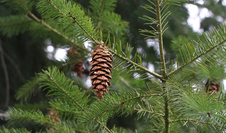 Pseudotsuga menziesii (douglasii)