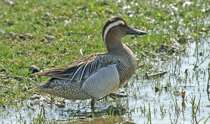 Anas querquedula (Linnaeus, 1758)