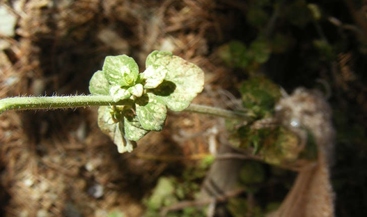 Calamintha nepeta (Stace, 1989)