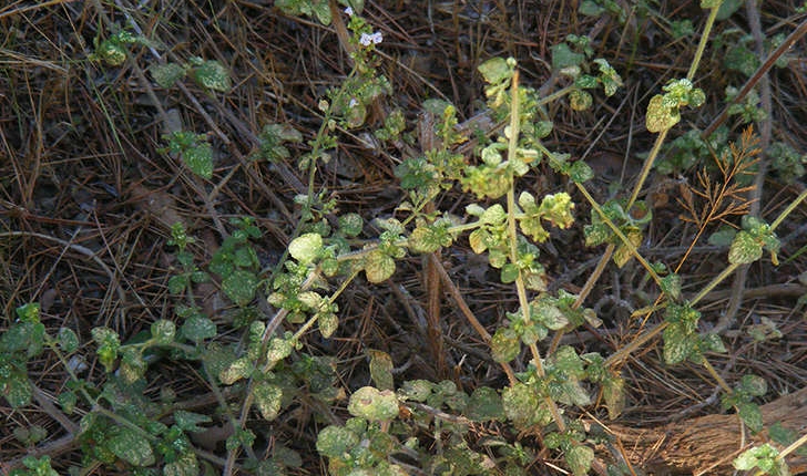 Calamintha nepeta (Stace, 1989)