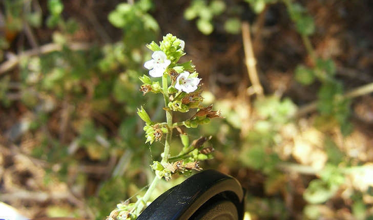 Calamintha nepeta (Stace, 1989)