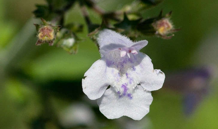 Calamintha nepeta (Stace, 1989)