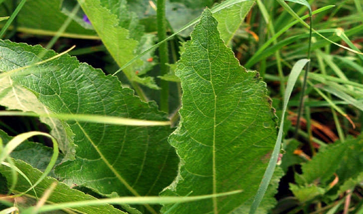 Salvia pratensis (L., 1753)
