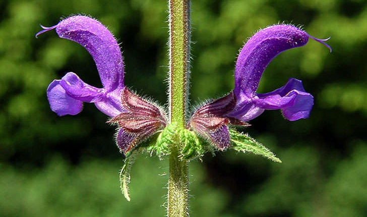 Salvia pratensis (L., 1753)
