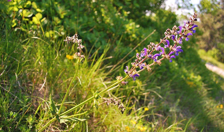 Salvia pratensis (L., 1753)