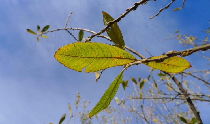 Salix atrocinerea (Brot., 1804)