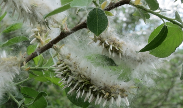 Salix cinerea