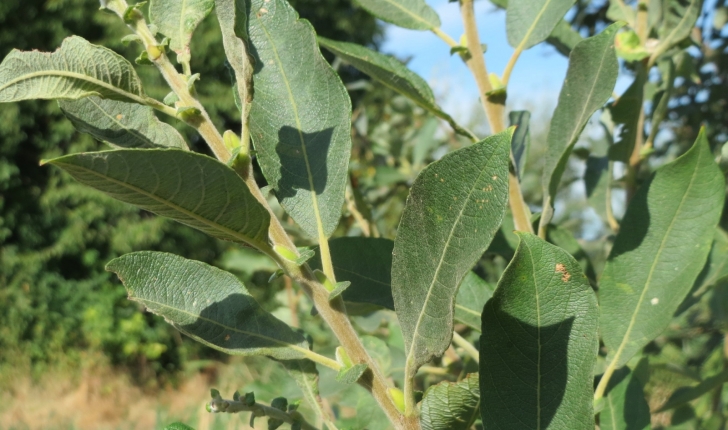 Salix cinerea