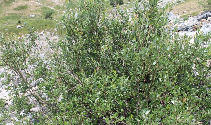 Salix foetida (Schleich. ex DC., 1805)