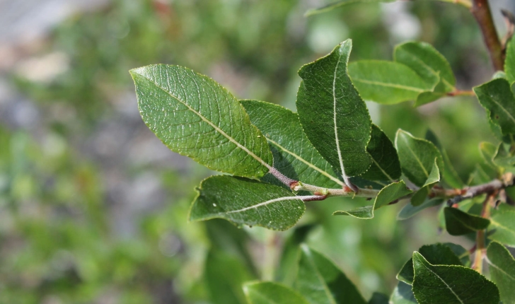 Salix foetida (Schleich. ex DC., 1805)