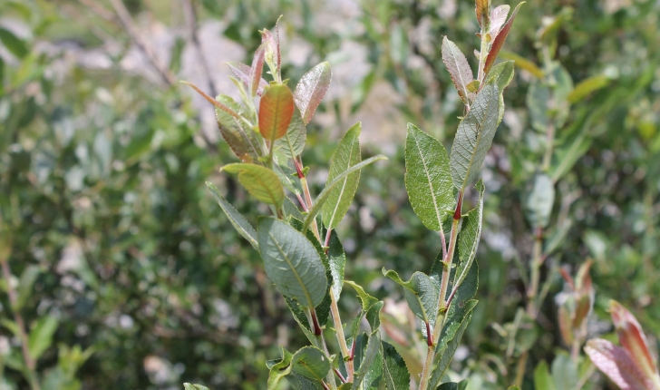 Salix foetida (Schleich. ex DC., 1805)