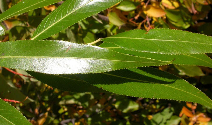Salix fragilis, Linné 1753