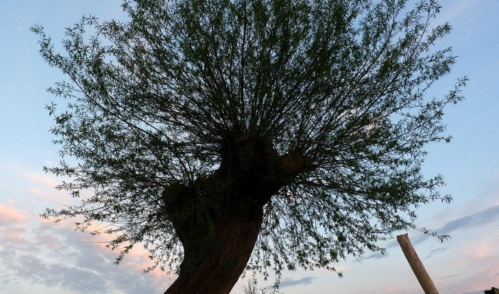 Salix fragilis, Linné 1753