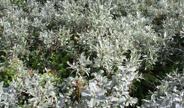 Salix lapponum (L., 1753)