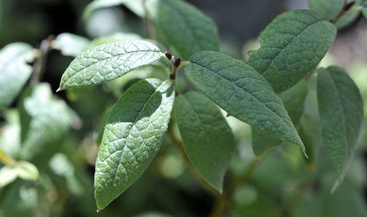 Salix lapponum (L., 1753)