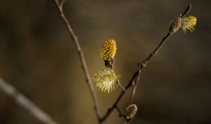 Salix atrocinerea (Brot., 1804)