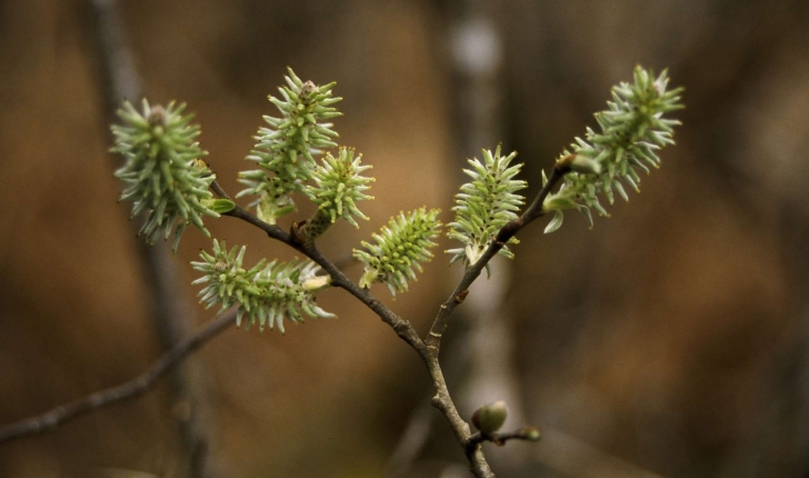 Salix atrocinerea (Brot., 1804)