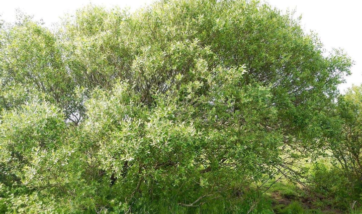 Salix caprea (L., 1753)