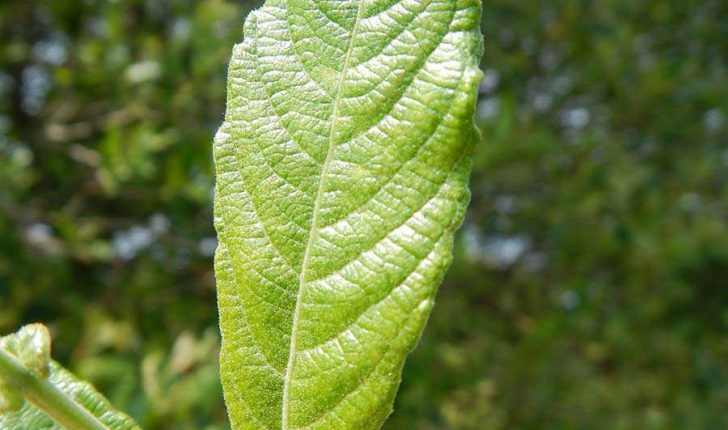 Salix caprea (L., 1753)