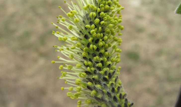 Salix caprea (L., 1753)