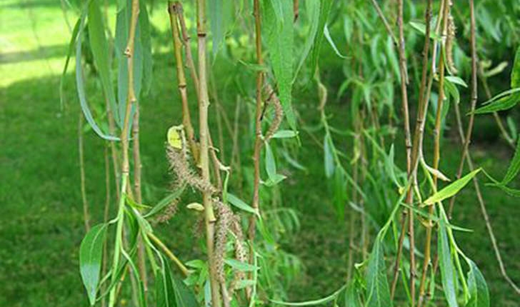 Salix babylonica (L., 1753)