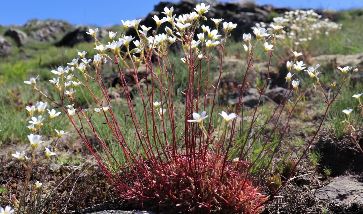 Saxifrage continentale (Crédit : L.Azzolina)