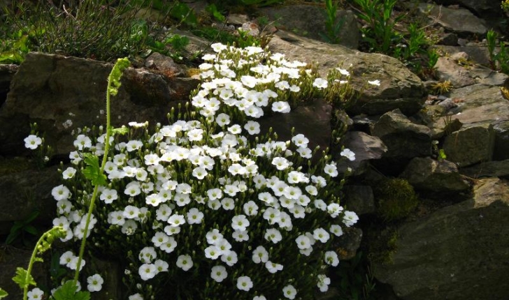 Sabline des montagnes - Arenaria montana