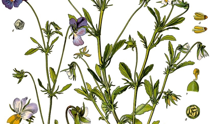 Viola tricolor