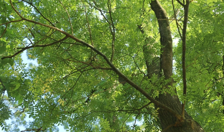Styphnolobium japonicum